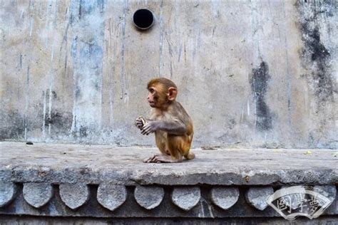属猴的是哪年出生 属猴的出生年份对照表 - 万年历