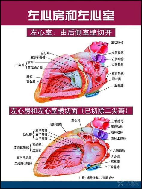心脏的位置图解 - 心血管 - 天山医学院