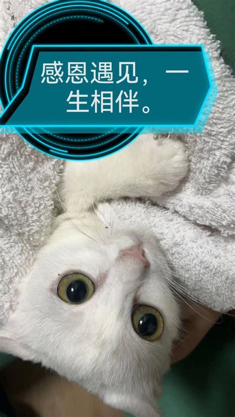 宠物店领养猫咪宣传/印刷海报-凡科快图