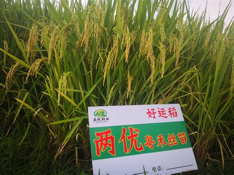 拼在一线丨川康优丝苗亩产895.7公斤 有望获国家超级稻品种认定_四川在线