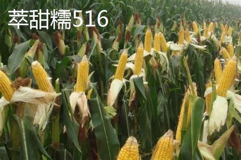 郑单958玉米品种介绍-农百科