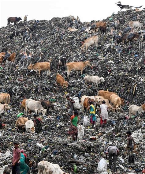 世界环境日探访印度--活在垃圾堆上的人和动物(19) - 地理图片新闻 - 地理教师网