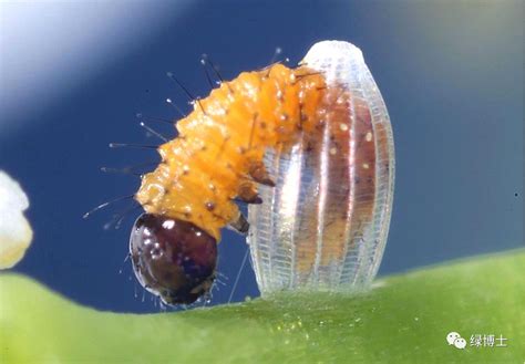 飞蛾的虫卵图片