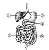 简述胃的位置形态和分部。