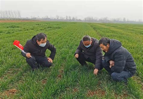湖北枣阳：抢收小麦抢播玉米一条龙作业-人民图片网