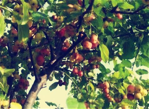 红苹果果树树枝摄影图高清摄影大图-千库网