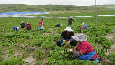 四川阿坝县打造产值3亿元的高原优质蔬菜基地