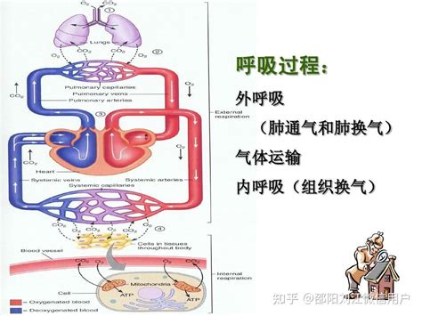 中医藏象学说之五脏的主要生理功能：肺〈14〉 - 知乎