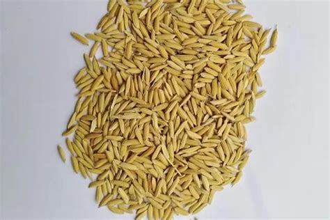 水稻品种有哪些？提高水稻品质的种植方法 - 惠农网
