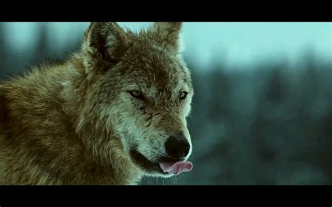 温企出品电影 《血狼犬》昨日首映 黄宏来温州吆喝-新闻中心-温州网