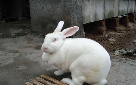 软萌的宠物兔子名字大全可爱值得拥有-可爱点 - 【可爱点】