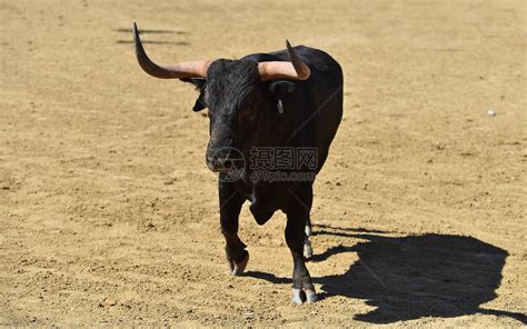 西班牙斗牛场的公牛高清图片下载-正版图片506040895-摄图网