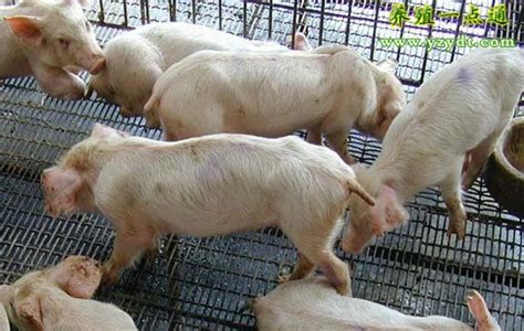 猪病治疗应注意七个问题，猪场科学管理从猪病防治入手_养殖一点通