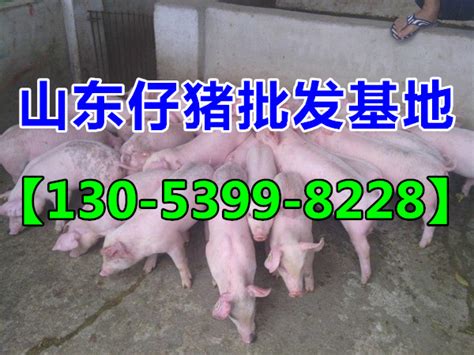 宜兴仔猪价格多少30斤仔猪价格近日仔猪价格_供应信息_金农网