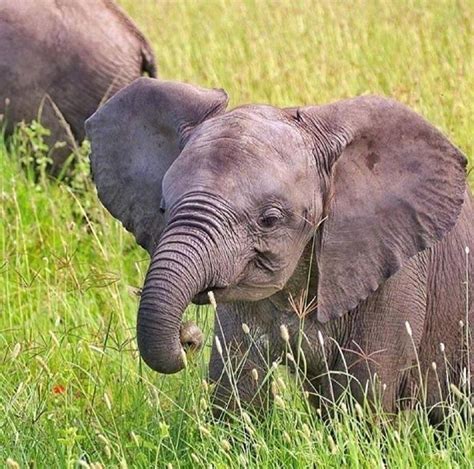 大象鼻子为什么这么长-为什么大象有这么长的鼻子