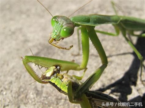 交配后,“母夜叉”雌螳螂一口吃掉雄螳螂,到底是什么惹怒了它?