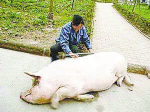 用天兆种猪，他的养猪事业蒸蒸日上！ 集团新闻 四川天兆猪业股份有限公司