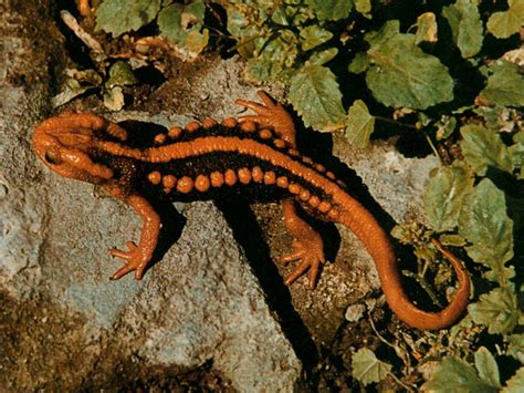 红蹼树蛙-中国两栖动物及分布-图片