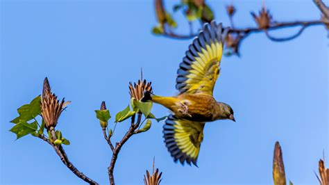 【金翅鸟展翅摄影图片】生态摄影_qz47433981_太平洋电脑网摄影部落