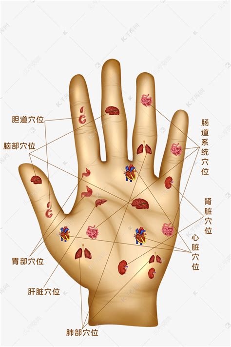 人体医疗组织器官手掌穴位素材图片免费下载-千库网