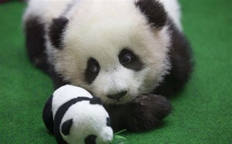 希望你最野 大熊猫野放故事 | 中国国家地理网