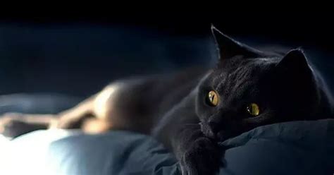 “黑猫是一种邪物，不能养！” - 知乎