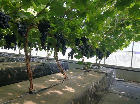 广西农科院——葡萄与葡萄酒研究所