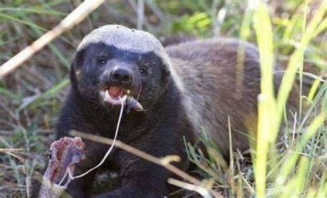 中国版“平头哥”！黄喉貂在武夷山出没，能猎杀野猪，有多厉害？|蜜獾|黄喉貂|野猪_新浪新闻