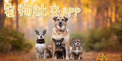 宠物社交平台有哪些?最火的宠物社交软件-宠物交友app排行-安粉丝手游网