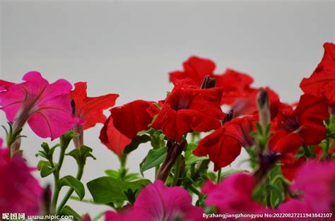 红色喇叭花,花卉,植物花草,摄影素材,汇图网www.huitu.com