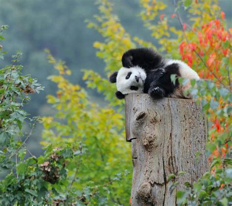 大熊猫兄弟落户海南两周年 “满汉全席”伺候_凤凰网视频_凤凰网