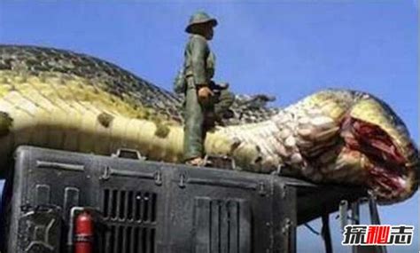 人类发现世界上最大的蛇，四川50米长巨蟒吓死人(附图)_探秘志