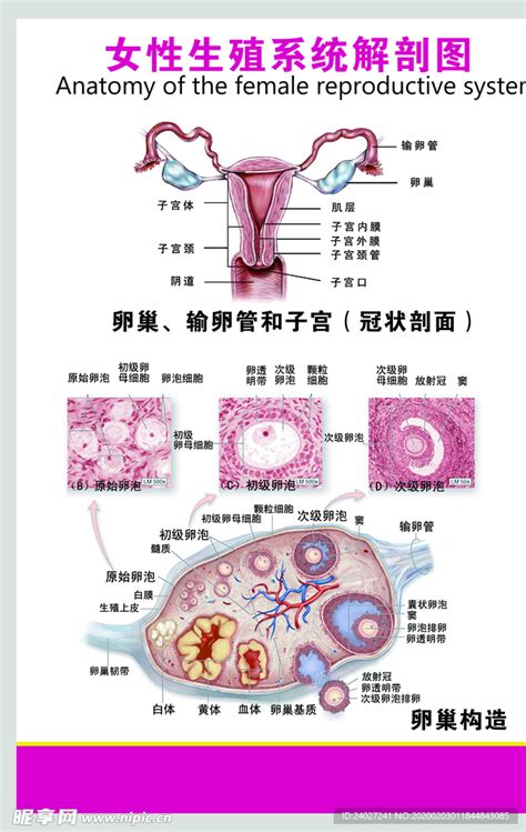 女性生殖系统图图片