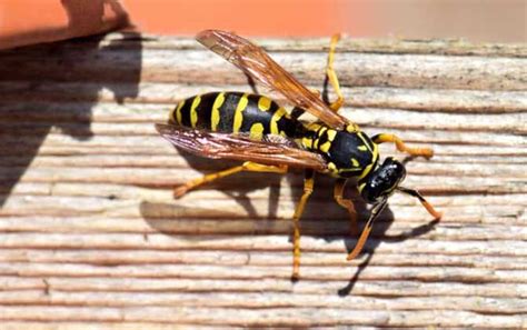 马蜂和黄蜂的区别，有什么习性 - 农敢网