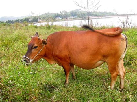 土黄牛 - 滨和牧业&清福肉牛——主营：西门塔尔，夏洛莱等优质肉牛犊