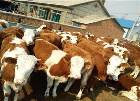 牛年说牛：中国现有哪些牛品种？_水牛