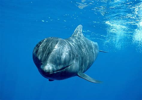 丹麦法罗群岛居民2小时屠杀120头鲸鱼 - 神秘的地球 科学|自然|地理|探索