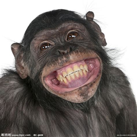 各种表情动作的猴子矢量图片(图片ID:1083293)_-陆地动物-生物世界-矢量素材_ 素材宝 scbao.com
