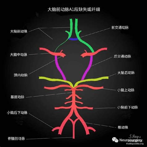 图5-4-10 大脑半球内侧面的动脉-基础医学-医学