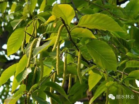 中国主要栽培的珍贵树种有哪些？分类详细了解（林草情报局） _www.isenlin.cn