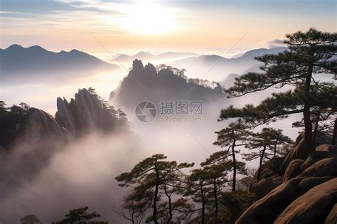 迎客松图片