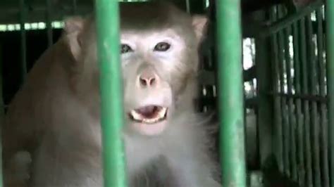 被关动物园3年仍异常好斗 印度一只杀人猴子将被终生囚禁
