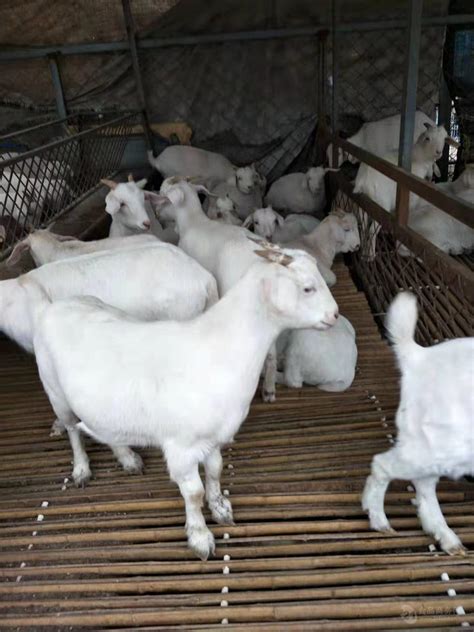 未来5年羊价格走势预测到2020年以后羊价会下跌吗养殖技巧_全国__羊-食品商务网
