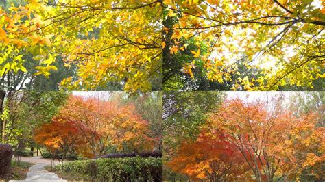 秋天在地上的落叶特写摄影高清jpg格式图片下载_熊猫办公