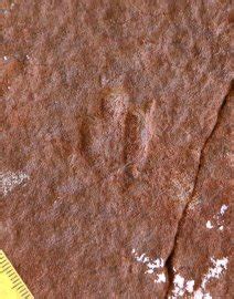 09恐龙世界重大发现：世界最小食肉恐龙(图)_历史考古_科技_腾讯网