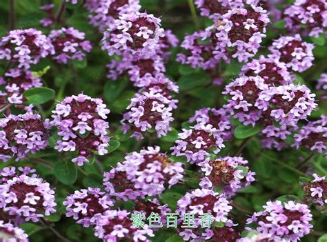 百里香被称为普通百里香花园百里香淡粉色花品种高清图片下载-正版图片505689473-摄图网