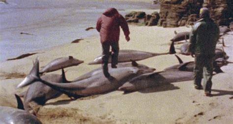 日本海豚湾血流成河，这部奥斯卡纪录片《海豚湾》揭秘背后的秘密