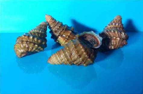 宜陵螺蛳 一道接地气的网红美食--江都日报