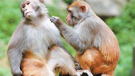 地球上10大最珍稀的猴子，你见过哪几种？(2)_巴拉排行榜