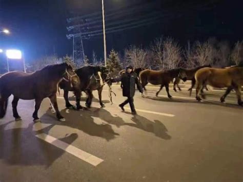 马群任性深夜“出走” 民警牵马找到主人-中国吉林网